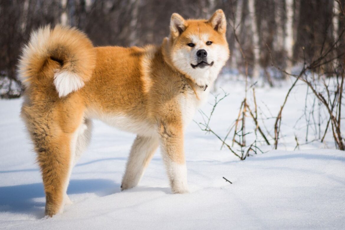 4-racas-de-caes-de-guarda-mais-indicadas-para-proteger-a-sua-familia