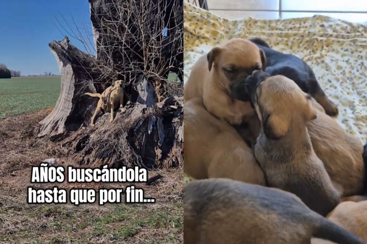 apos-anos-fugindo-por-traumas,-vira-lata-e-resgatada-com-11-filhotes