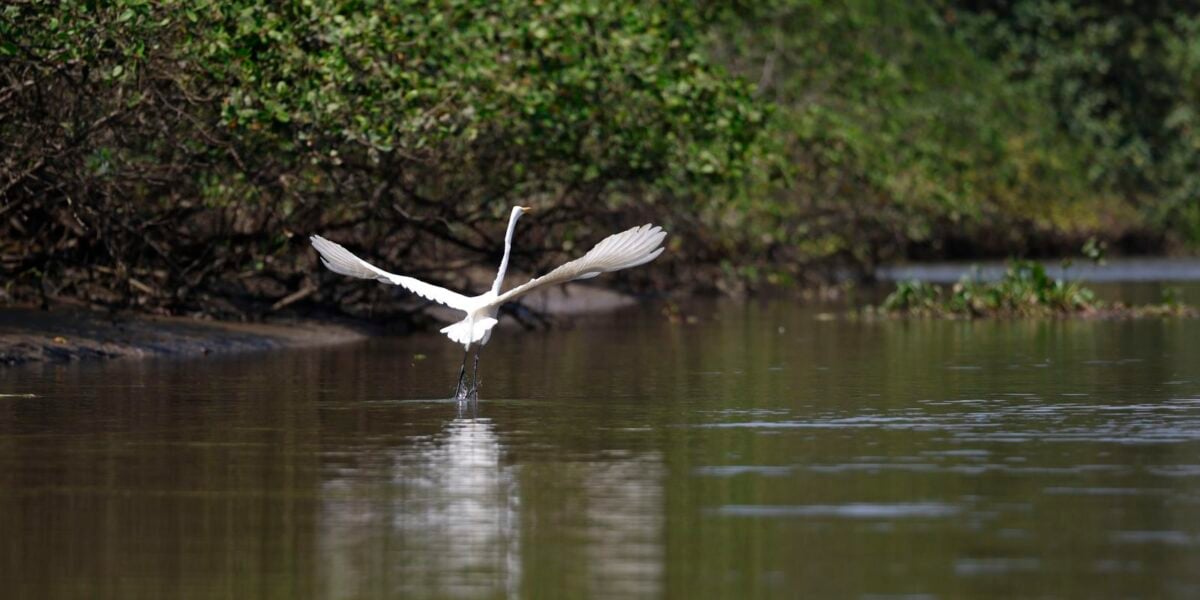 reflorestamento-permite-volta-de-animais-a-mangue-na-baia-de-guanabara