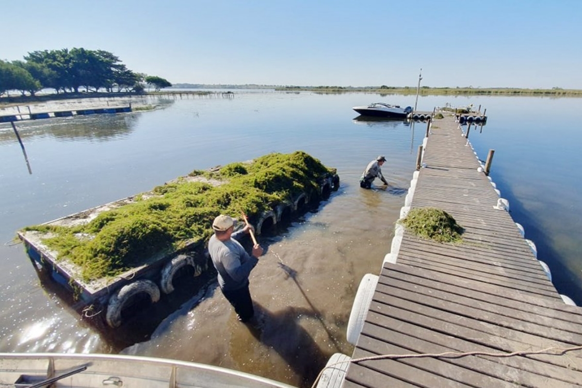 algas-que-travam-hidreletricas-podem-ser-usadas-como-biocombustivel
