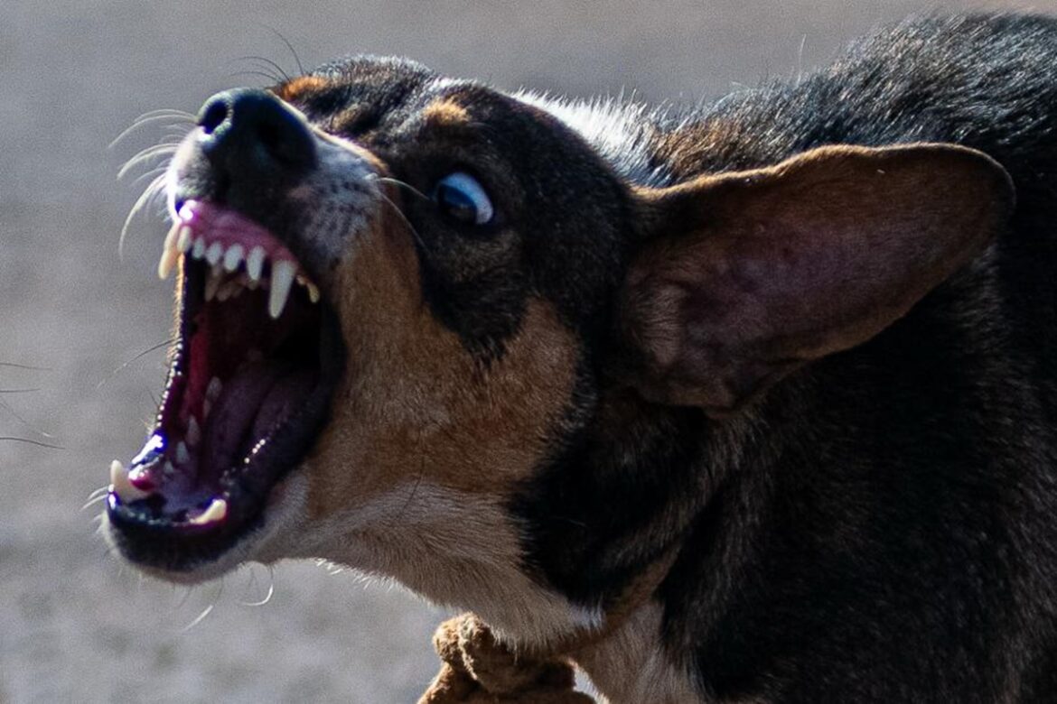 soltas-e-ferozes,-matilhas-pelo-df-fazem-explodir-numero-de-ataques-de-caes