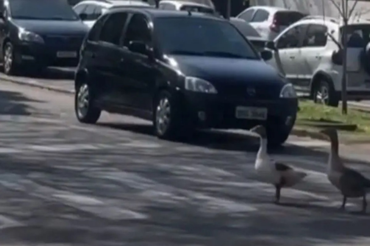 gansos-utilizam-faixa-de-pedestres-e-param-o-transito-no-parana;-video