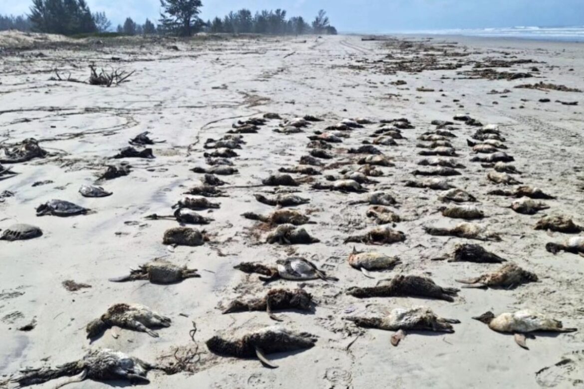 temporada-de-pinguins:-mais-de-700-sao-achados-mortos-no-litoral-de-sp