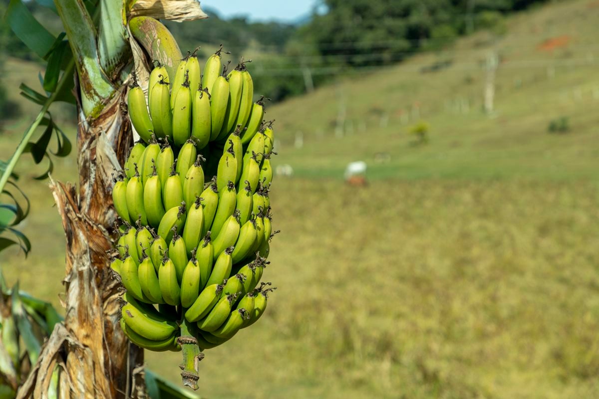 o-que-a-febre-oropouche-no-sudeste-tem-a-ver-com-o-plantio-de-bananas
