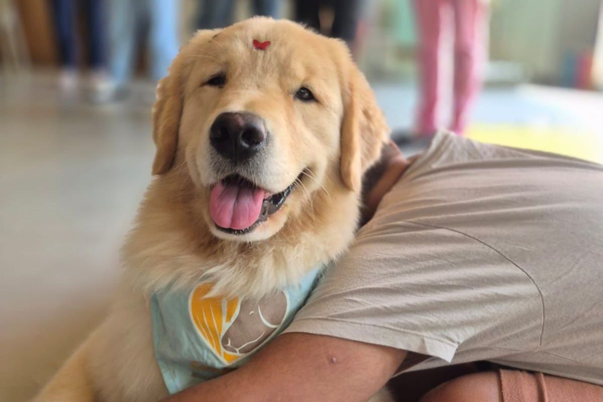 dia-mundial-do-cachorro:-tutores-compartilham-historias-de-caes-herois