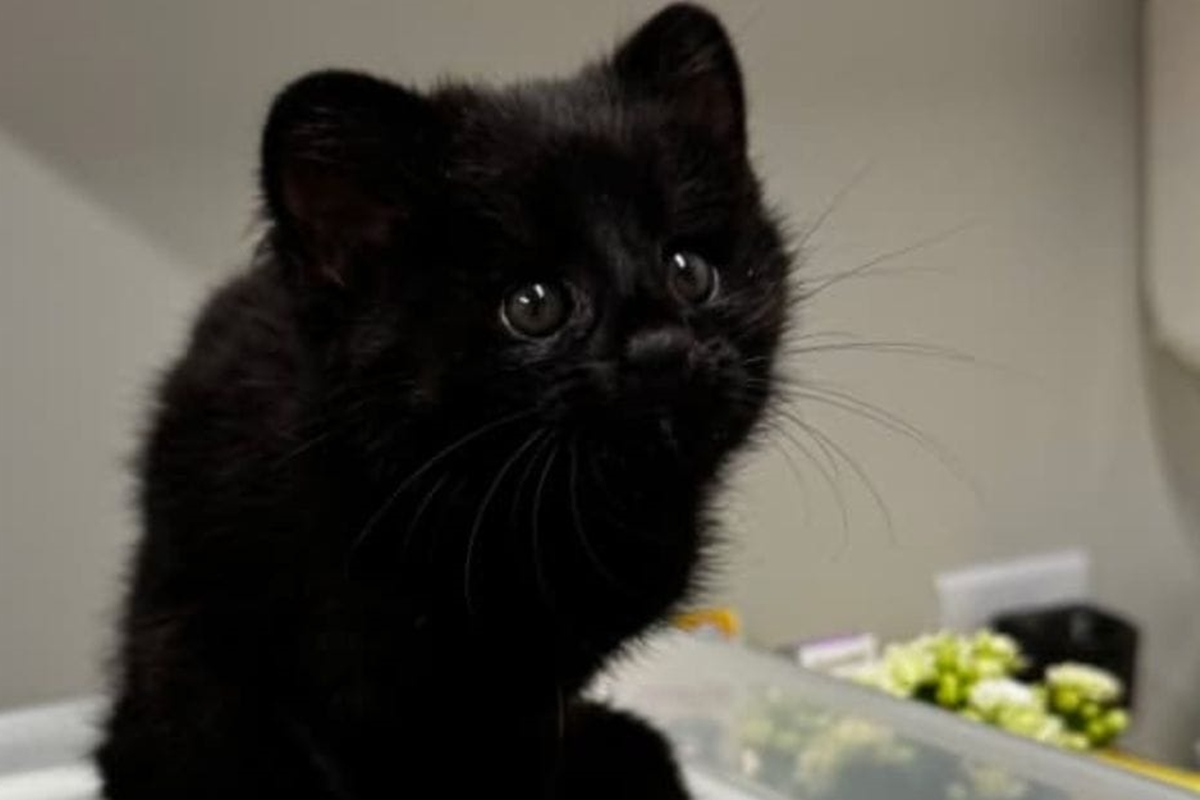 animal-raro-com-mutacao-genetica-e-resgatado-em-santa-catarina