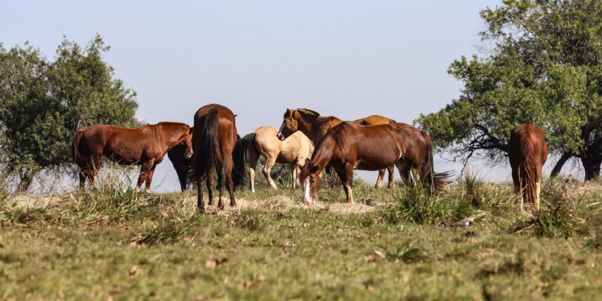 tres-pessoas-tiveram-encefalite-equina-venezuelana-no-am,-diz-fiocruz