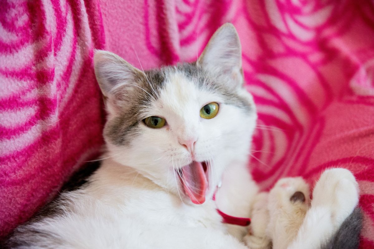 brinquedos-caseiros-para-gatos:-ideias-faceis-e-divertidas