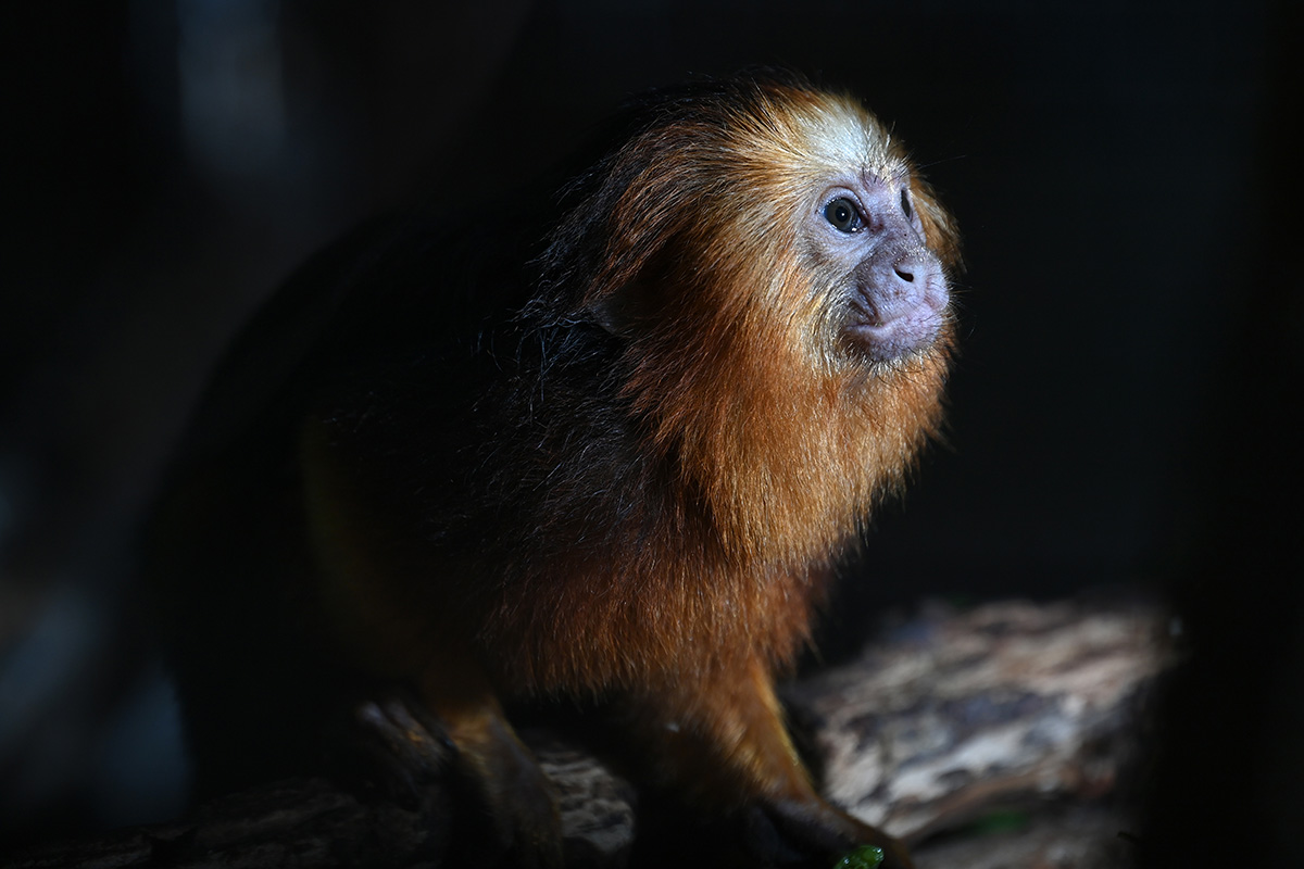 saiba-quais-sao-os-animais-que-correm-mais-risco-de-extincao-no-brasil