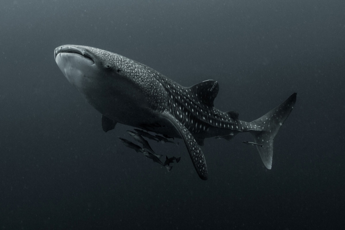 indonesia:-80%-dos-tubaroes-baleia-tem-cicatrizes-causadas-por-humanos