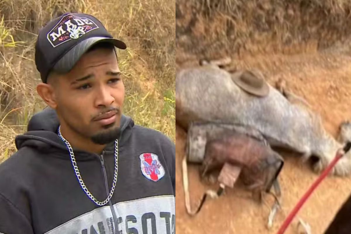 ministerio-publico-denuncia-homem-que-mutilou-cavalo-no-interior-de-sp