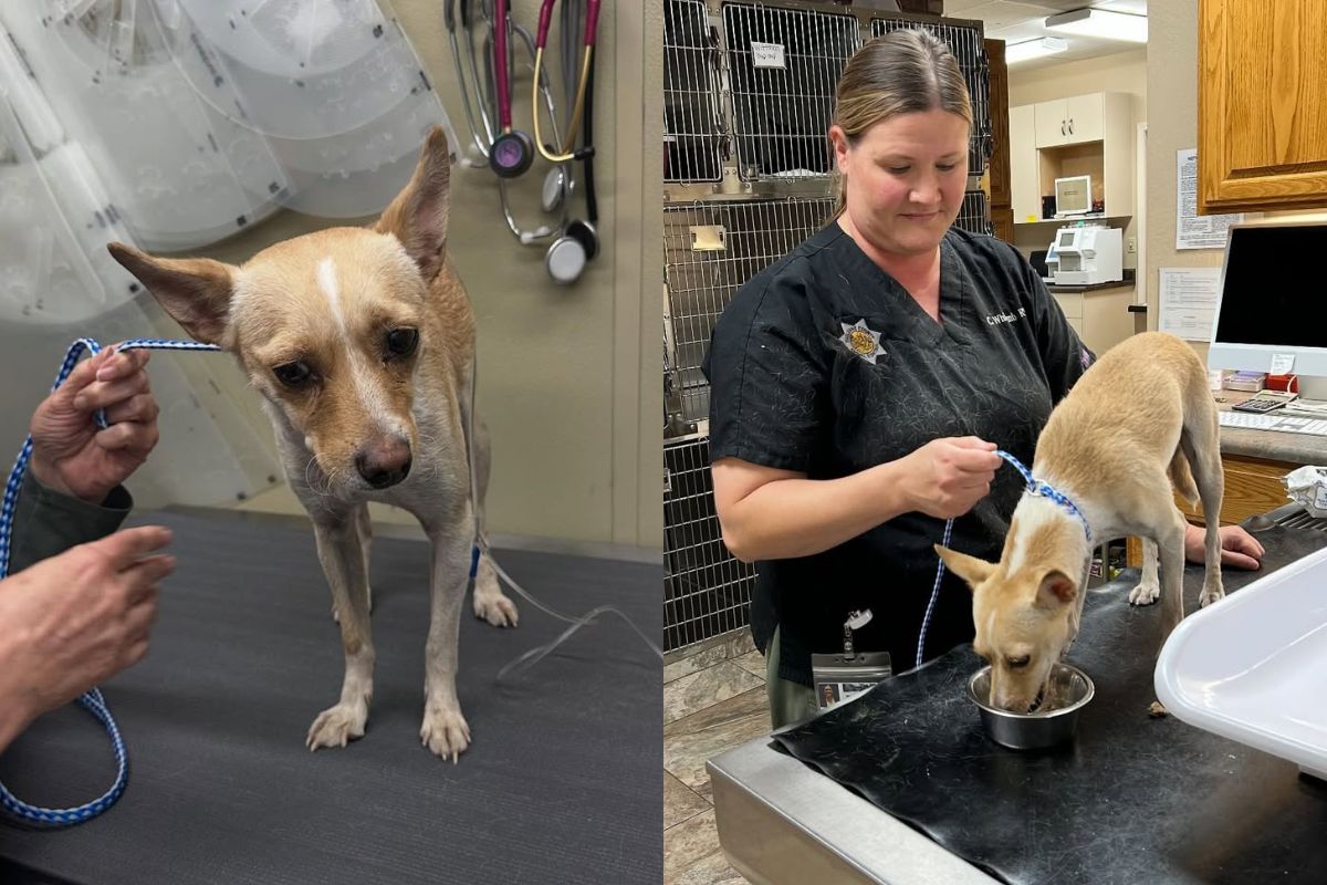 cao-ajuda-equipe-de-resgate-a-encontrar-tutora-de-85-anos-desaparecida