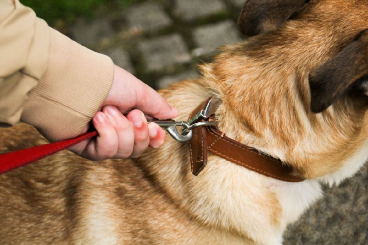 coleira-de-pescoco-faz-mal-para-os-cachorros?-especialistas-respondem