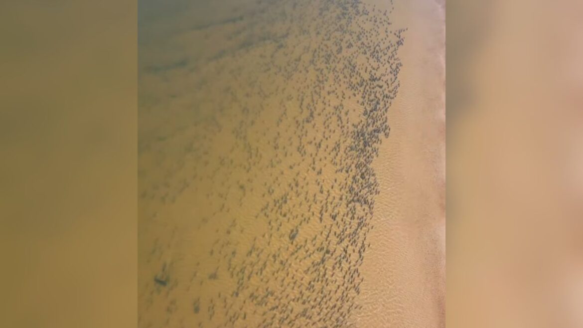 pescador-flagra-cardume-gigante-no-rio-araguaia.-video