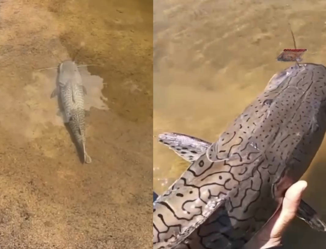 Habilidade de pescador chama atenção nas redes sociais ao mostrar fisgada sem anzol; veja