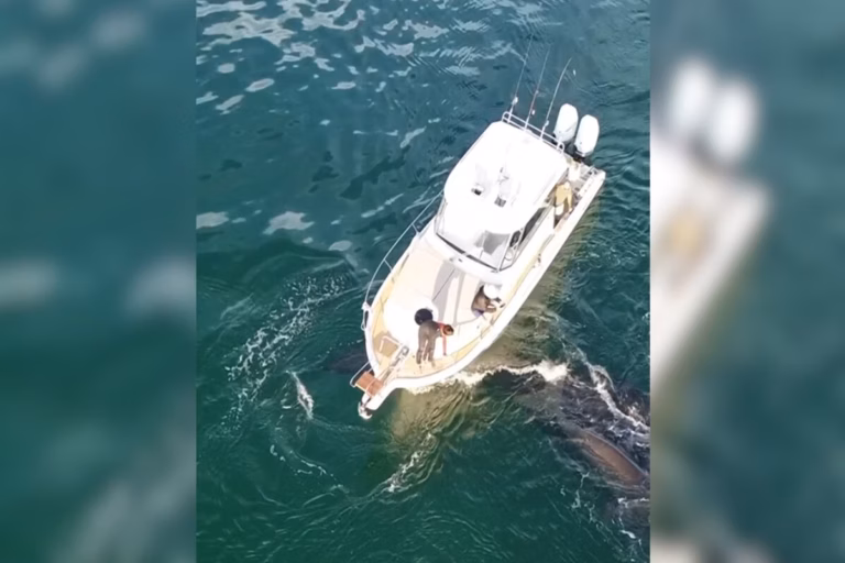 Dono de barco que atropelou baleia é multado em R$ 12 mil e pode ser preso