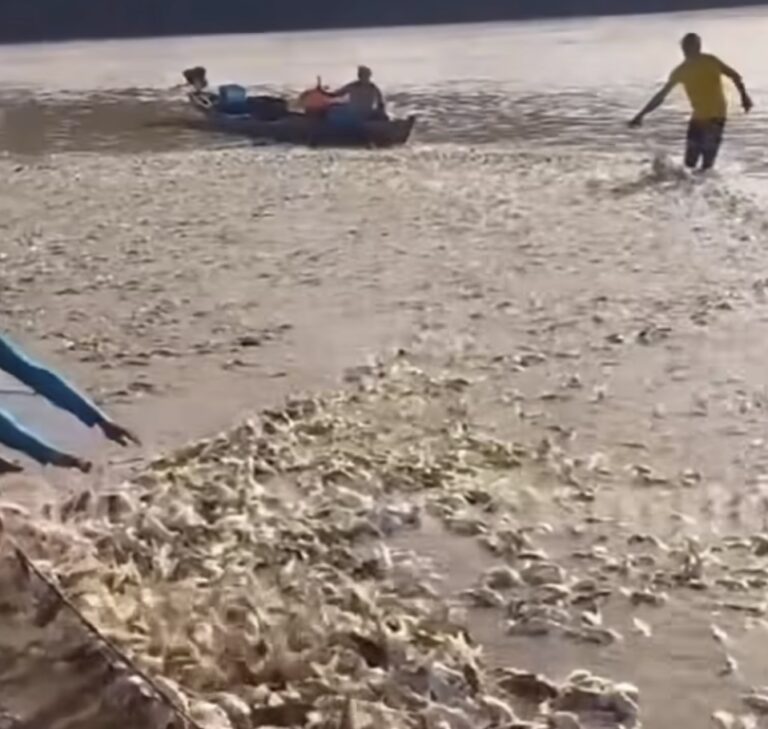 Fartura de mandi: vídeo mostra pescadores capturando grande quantidade de peixes no Rio Juruá