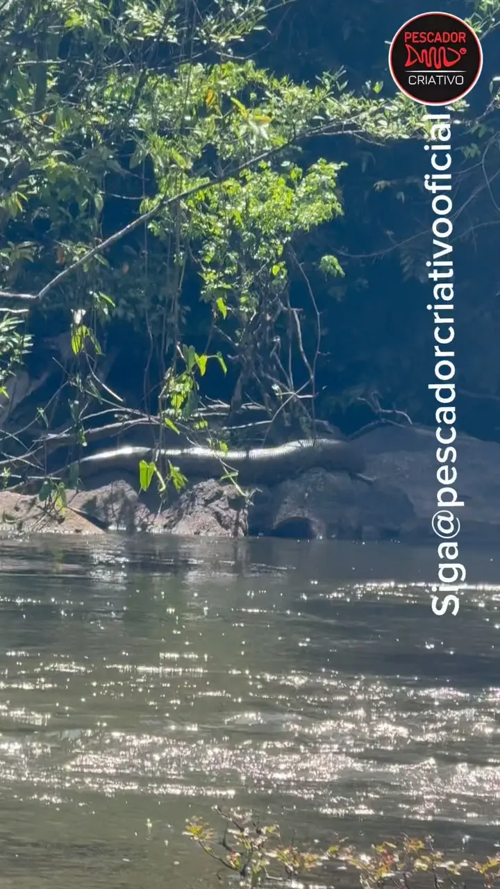 Pescadores se deparam com sucuri gigante durante pescaria e registram momento; ASSISTA