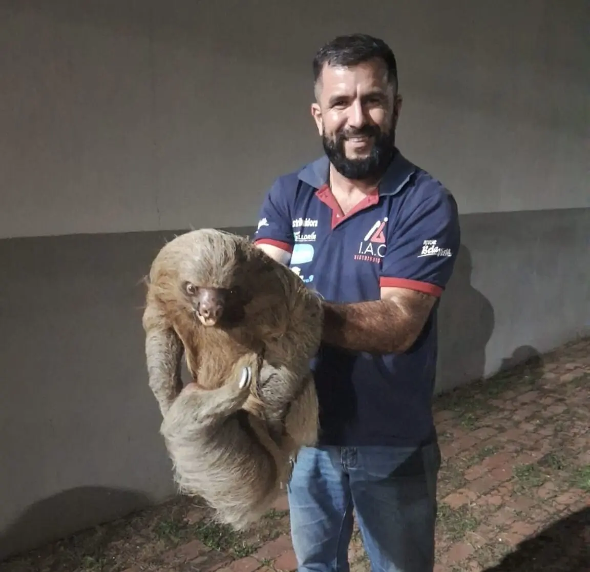 Morador resgata bicho-preguiça em risco de atropelamento no centro de Cruzeiro do Sul