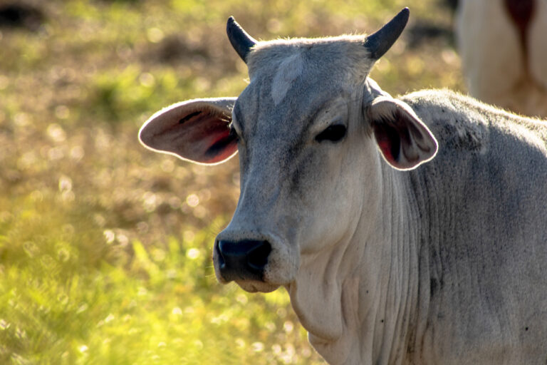 Quatro casos de raiva animal são confirmados no Vale do Juruá e Idaf intensifica ações preventivas