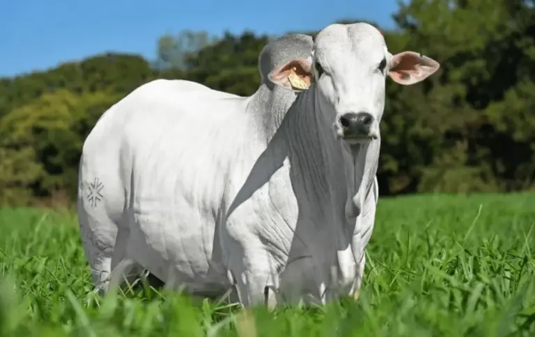 Preço da arroba do boi gordo cai no Acre e se mantém abaixo da média nacional