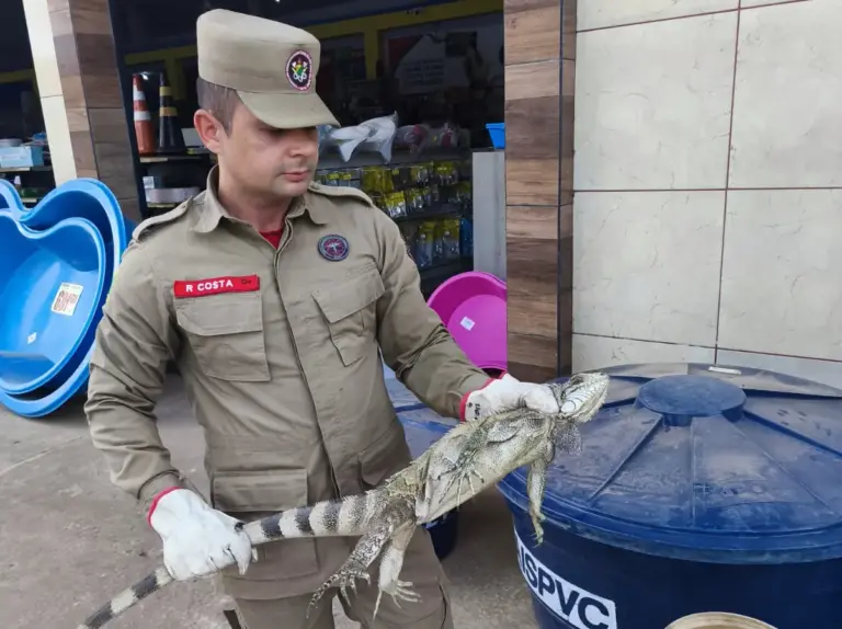Bombeiros capturam iguana escondida entre produtos de estabelecimento comercial no Acre