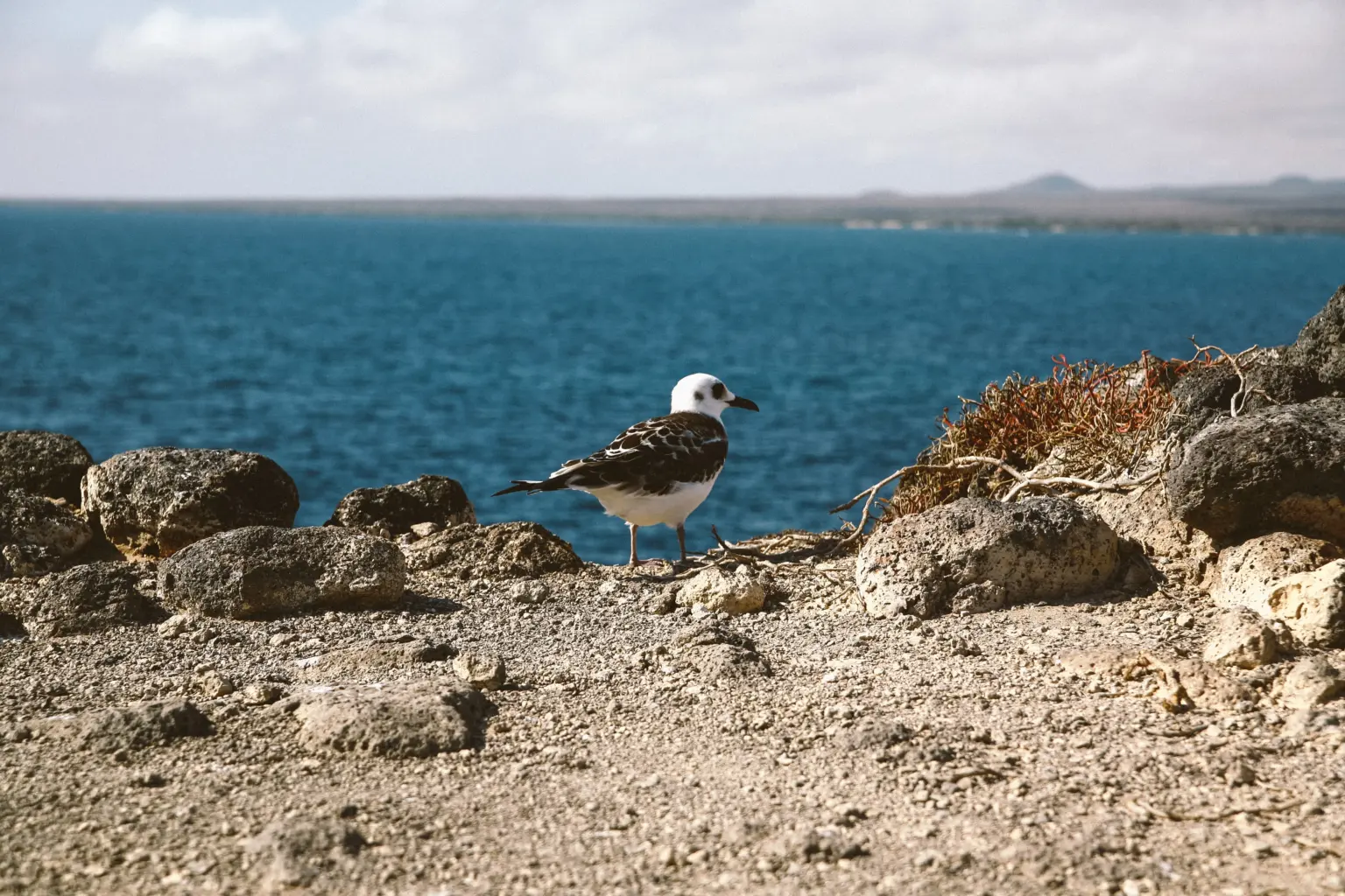 Guia para planejar sua hospedagem perfeita nas Ilhas Galápagos