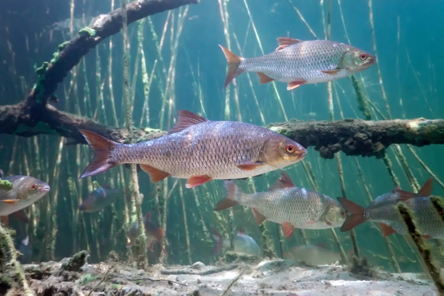 O que os peixes sabem? Descobertas sobre a inteligência subaquática