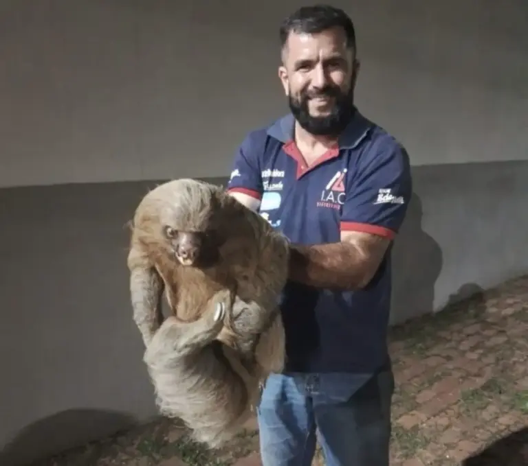 Bombeiros de Cruzeiro do Sul realizam 150 resgates de animais em 2025, maioria silvestres