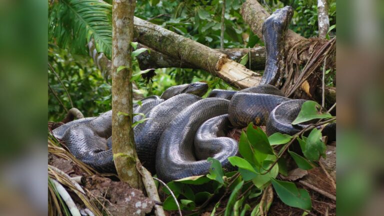 Nova espécie de sucuri é descoberta na Amazônia