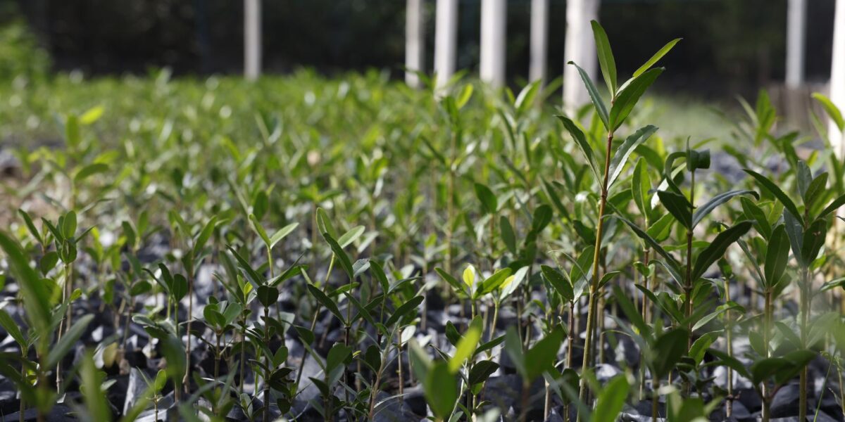 ufrj-propoe-“re-amazonizar-o-brasil”-no-festival-do-conhecimento-2025