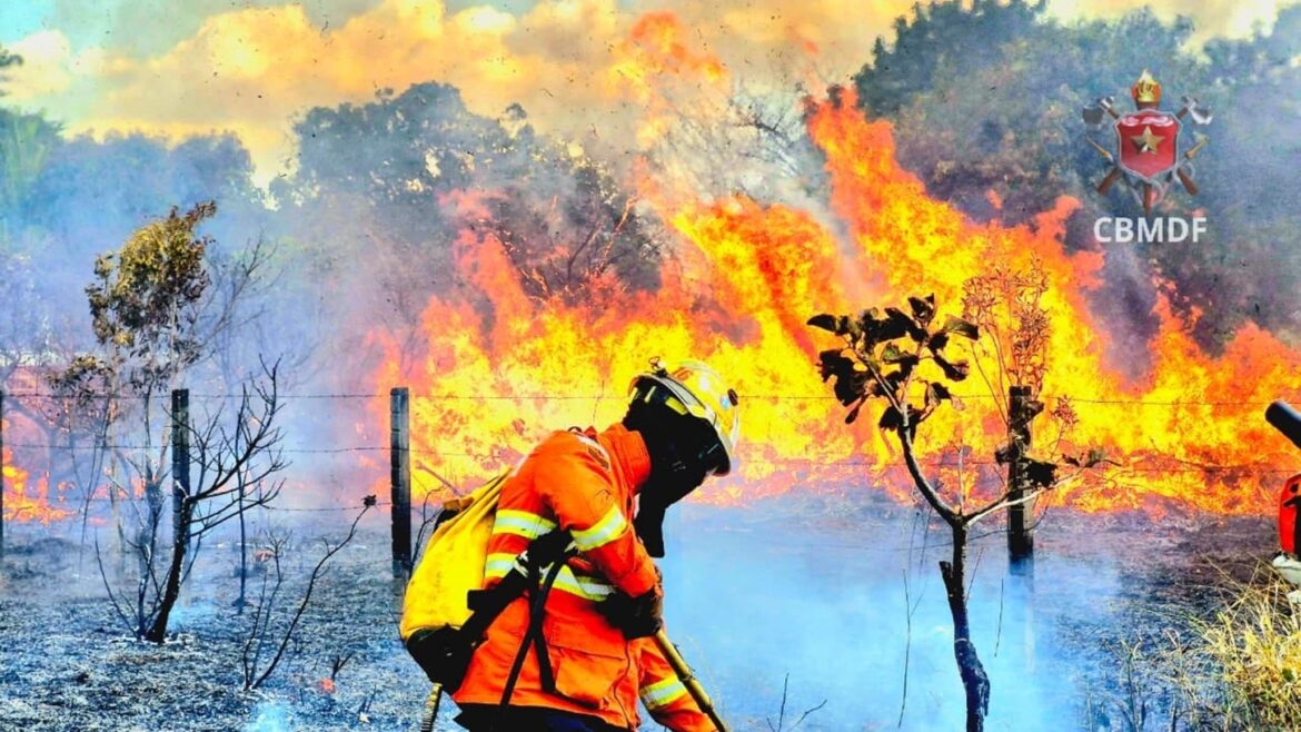 df-tem-media-de-23-incendios-em-vegetacao-por-dia.-como-a-lei-pune?