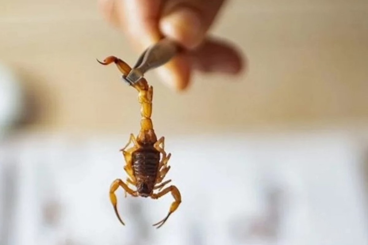 picada-de-escorpiao-em-criancas:-como-reconhecer-sinais-e-agir-rapido