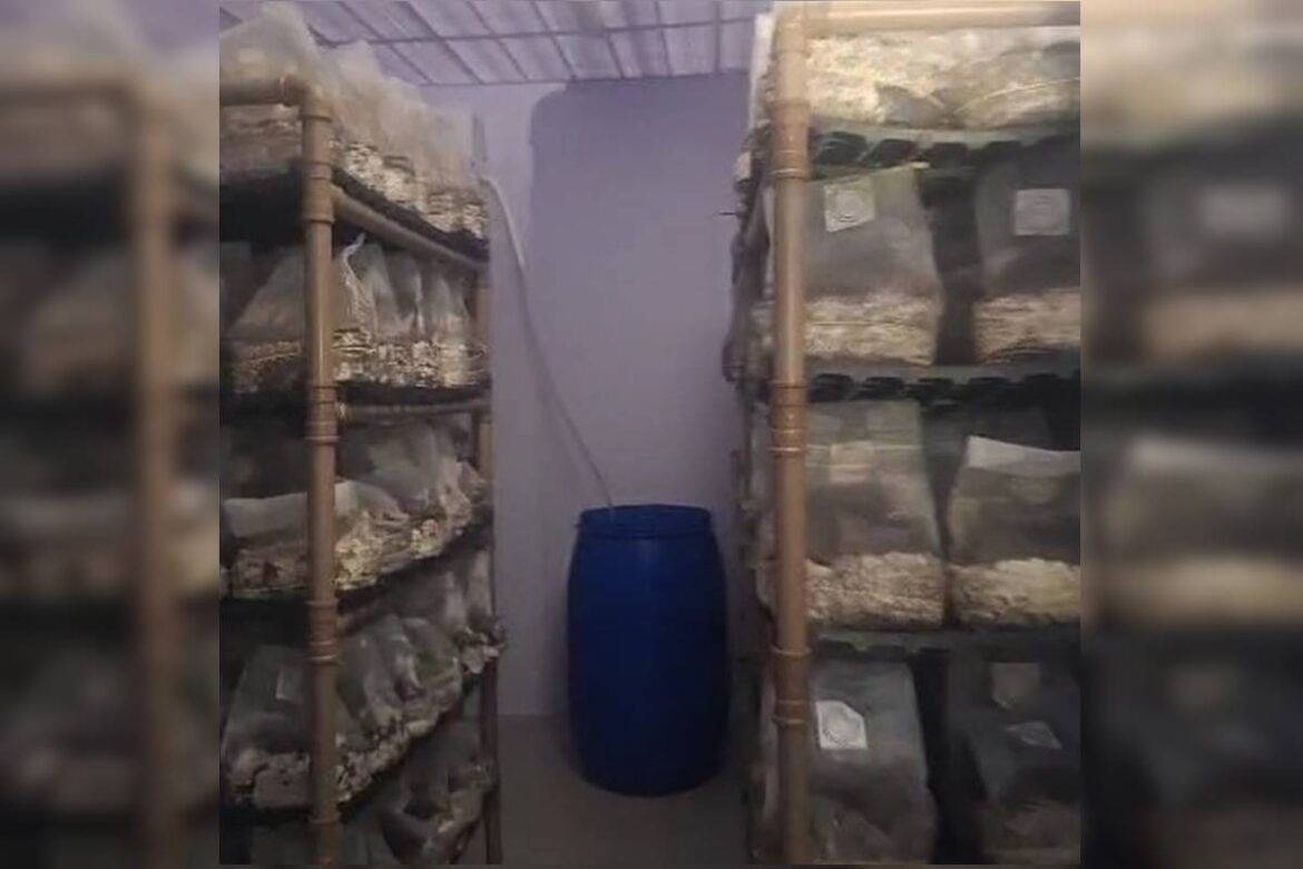 imperio-dos-cogumelos-magicos-tinha-laboratorio-lotado-de-alucinogenos