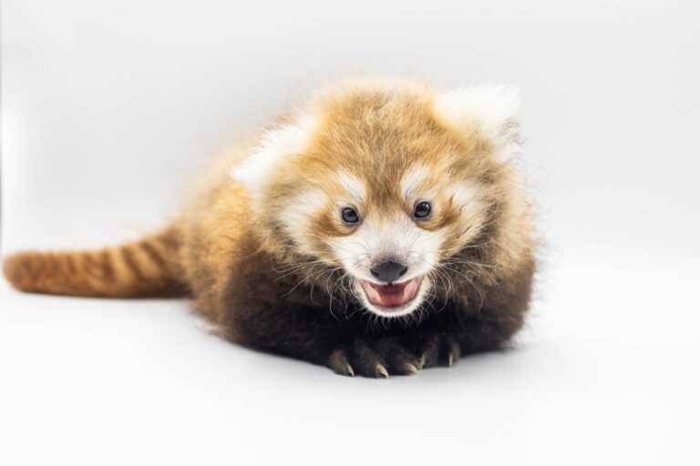 Alerta de fofura! Panda-vermelho quase extinto nasce em zoo nos EUA
