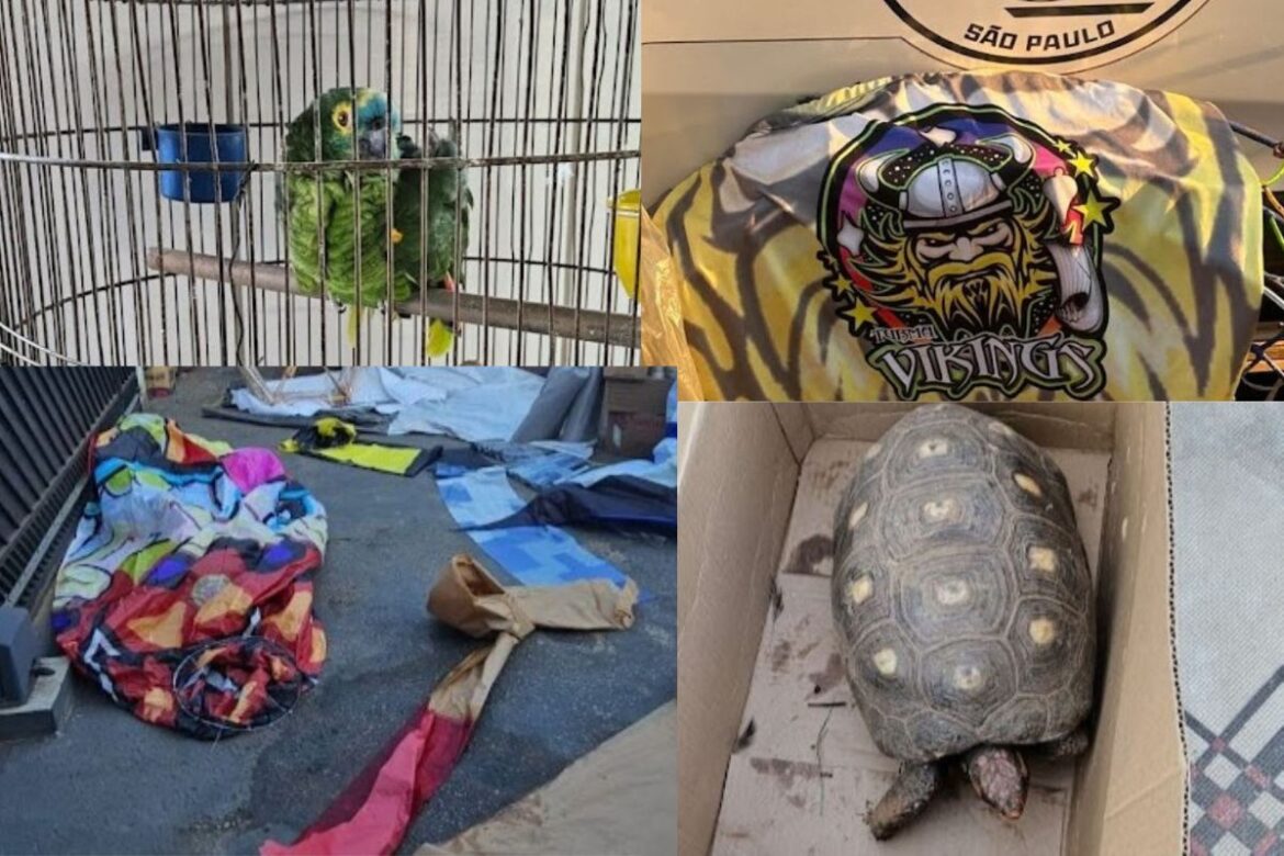 pm-e-mpsp-apreendem-baloes-e-animais-silvestres-no-interior-de-sp