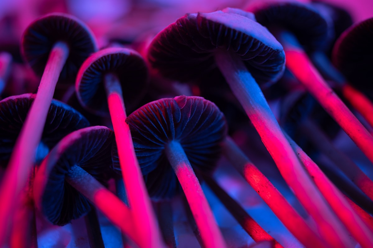 morte-de-universitario-pode-estar-ligada-a-bando-dos-“cogumelos-magicos”