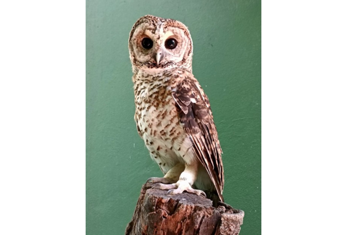 bacterias-resistentes-a-antibioticos-sao-achadas-em-aves-no-litoral