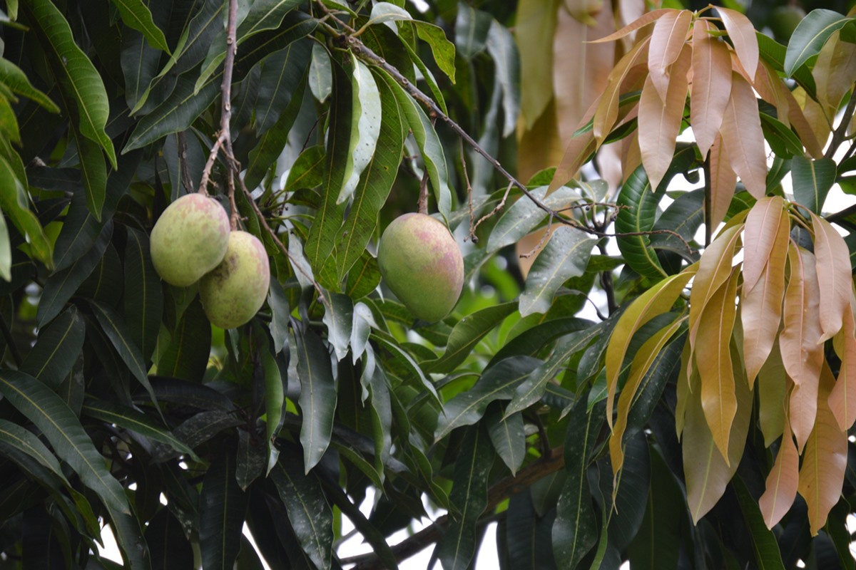 cha-anti-inflamatorio-diminui-acucar-no-sangue-e-fortalece-imunidade