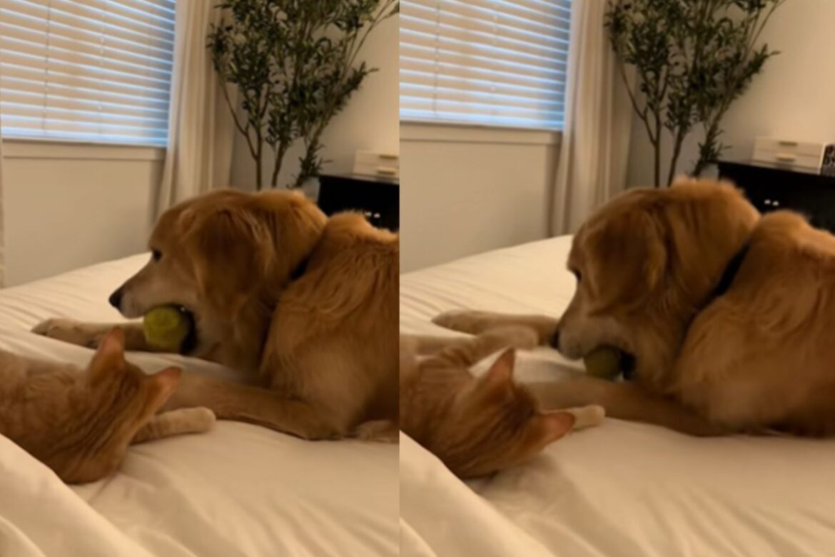 apos-6-meses-em-luto-por-irmao,-cao-golden-retriever-volta-a-brincar
