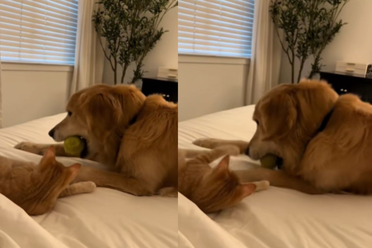 apos-6-meses-em-luto-por-irmao,-cao-golden-retriever-volta-a-brincar