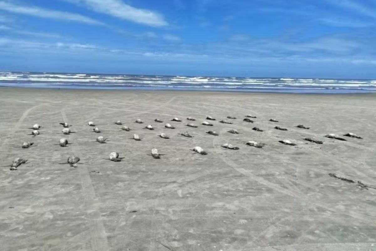 em-8-dias,-135-pinguins-sao-encontrados-mortos-em-praias-de-sao-paulo