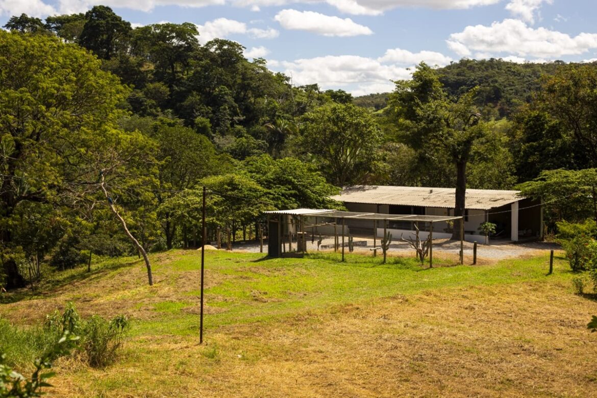 forca-tarefa-sera-montada-para-capturar-onca-que-matou-bezerros-no-df