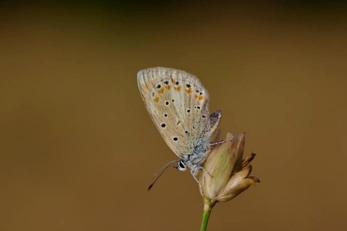229-pares:-estudo-mostra-qual-animal-tem-maior-numero-de-cromossomos