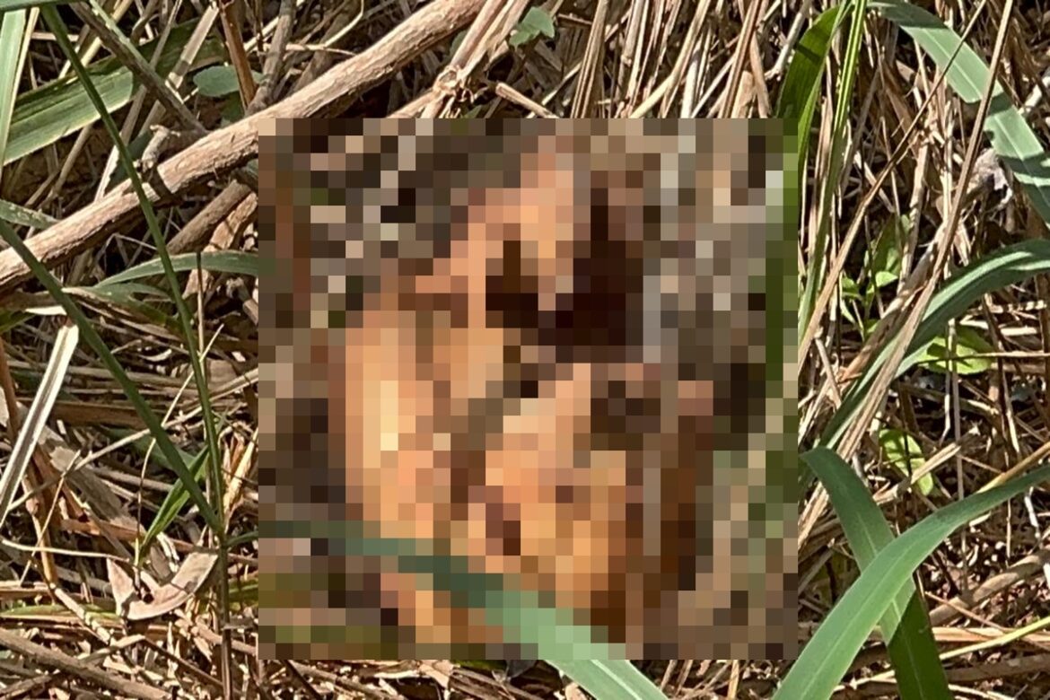 macabro:-policia-acha-cadaver-e-ossadas-em-cemiterio-do-crime