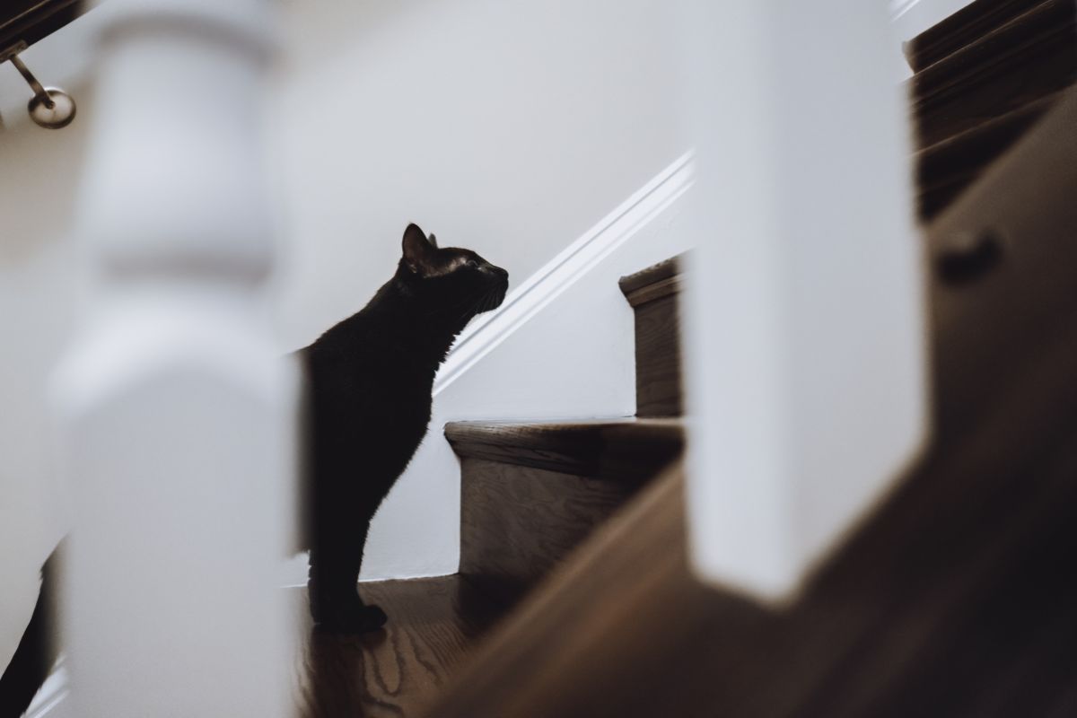 brincando,-gato-pula-em-tutor,-que-se-desequilibra-e-cai-da-escada