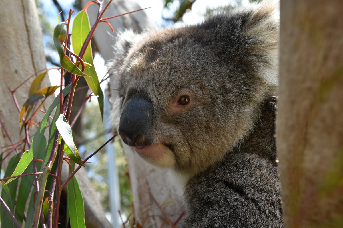baixa-diversidade-genetica-ameaca-coalas-da-ilha-kangaroo.-entenda