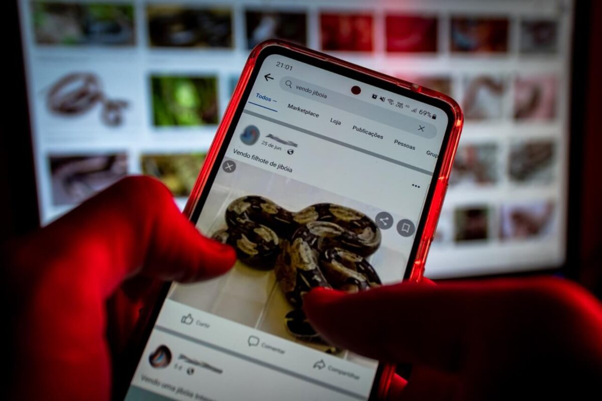 maior-operacao-feita-no-brasil-escancara-crueldade-do-trafico-animal