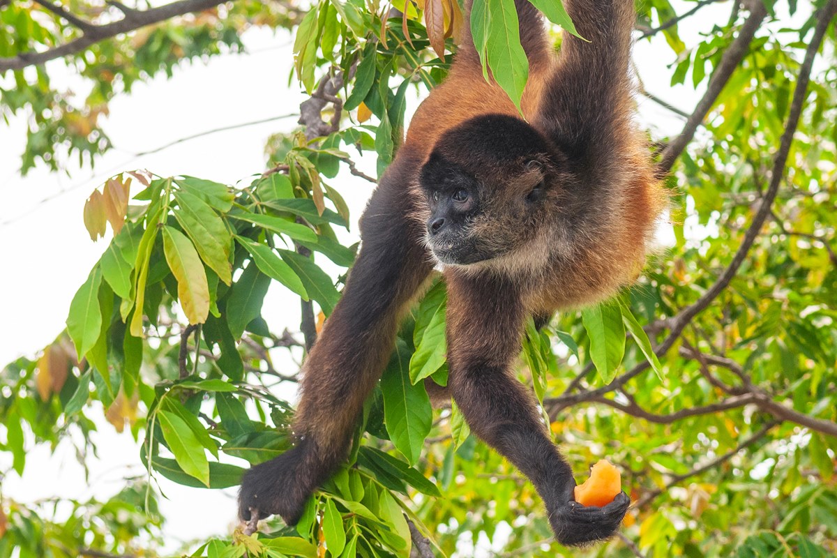 trafico-de-animais:-criminosos-exibem-especies-em-catalogos-on-line