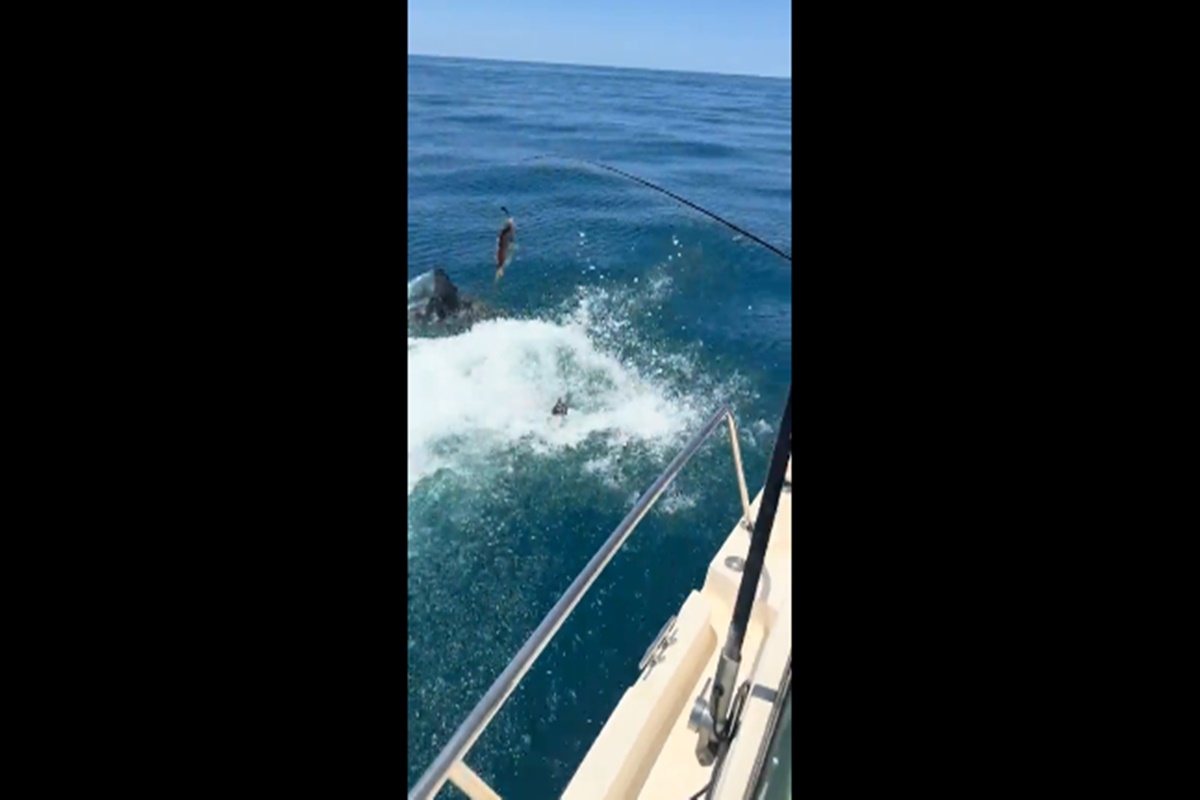 susto:-homem-da-de-cara-com-tubarao-ao-pular-no-mar.-video